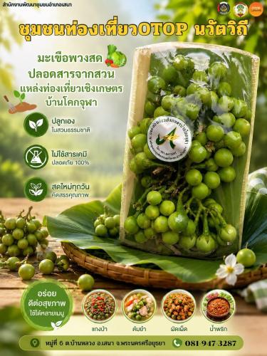 📢 สพอ.เสนา🍃 : ชวนเที่ยว ชิม ช้อป OTOP นวัตวิถี “มะเขือพวงสด” สายทานอาหารคลีนปลอดสารต้องชอบ✨